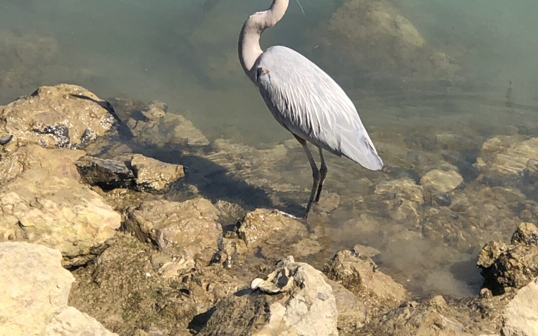 Crane sighting at Little Beach